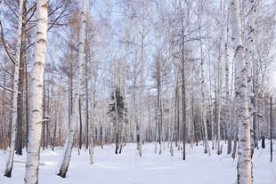 冬日白桦林雪景