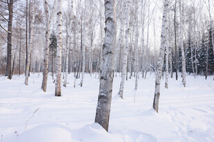 冬日白桦林雪景