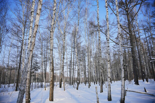 冬日白桦林雪景