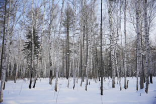 冬日雪覆树林美景