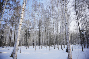 冬日白桦林雪景