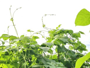 翠绿繁茂的植物景观