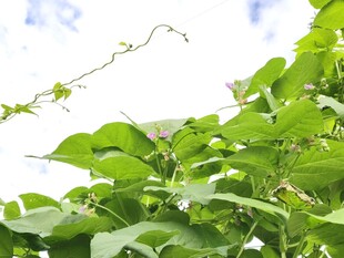 翠绿藤蔓植物生机勃勃