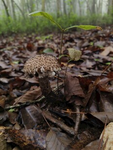 林间枯叶中的蘑菇