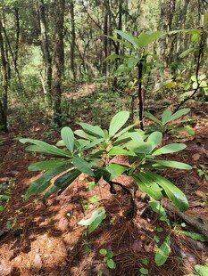 森林中的翠绿植物