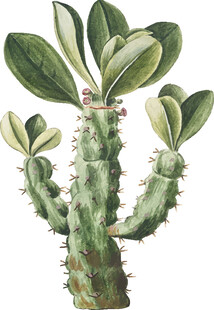 多刺仙人掌植物插画