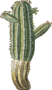 复古风仙人掌插画