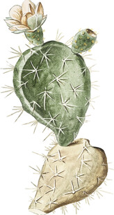 手绘仙人掌植物插画