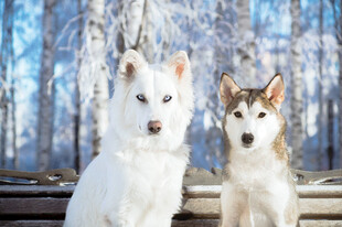 雪地中的两只可爱犬类