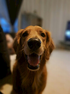 可爱金毛犬张嘴露笑