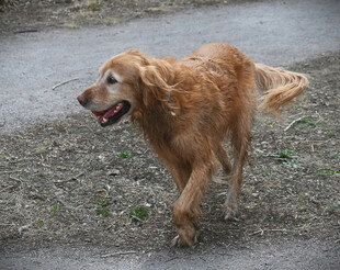 漫步的金毛犬
