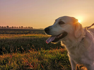 夕阳下的金毛犬