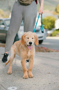 女子牵金毛犬户外漫步