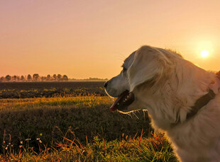 夕阳下的金毛犬