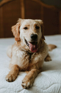 趴着的可爱金毛犬