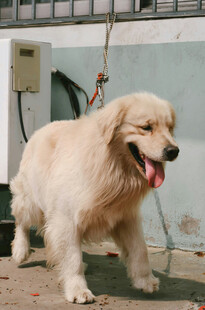 户外可爱金毛犬