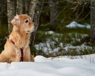 雪地中静坐的金毛犬