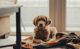 可爱幼犬趴卧多彩毯子上