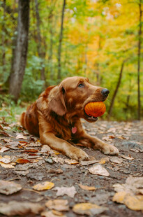 秋日林间叼球的金毛犬