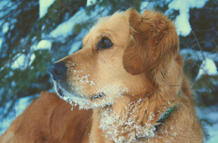 雪中金毛犬的静谧瞬间