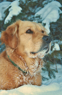 雪中金毛犬