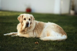 金毛犬悠闲趴于绿草地上