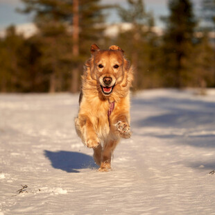 雪地中奔跑的欢乐金毛犬