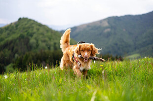 金毛犬在草地叼木棍玩耍