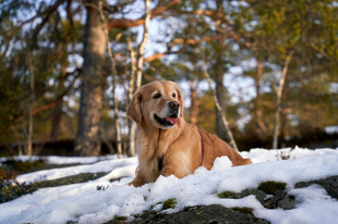 雪地中休憩的金毛犬