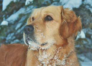 雪中金毛犬