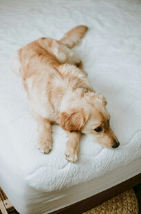 趴着休息的可爱金毛犬