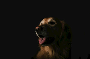 可爱金毛犬的特写瞬间