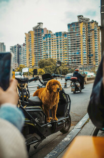 街头萌犬坐三轮引关注
