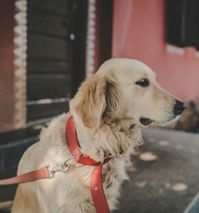 拴着红绳的金毛犬