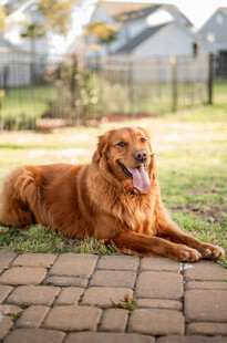 阳光下惬意的金毛犬