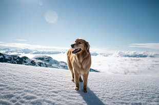 雪地中漫步的金毛犬