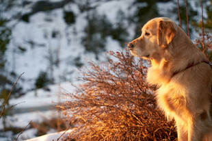 雪境中的金毛犬