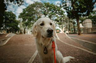 路边的可爱金毛犬