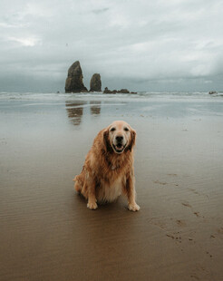 金毛犬在海边沙滩的惬意时刻