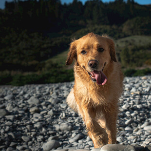 奔跑的金毛犬