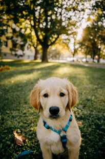 阳光下的可爱金毛幼犬