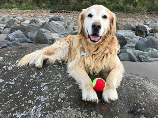 金毛犬叼球趴于石块上