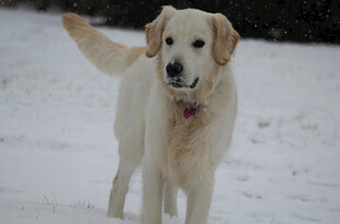 雪地中的金毛犬