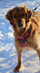 雪地中的粉色项圈金毛犬