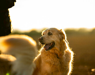夕阳下的金毛犬