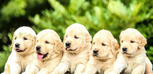五只可爱金毛幼犬
