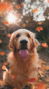 秋日金毛犬吐舌惬意瞬间
