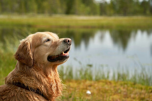 湖畔金毛犬的惬意时光