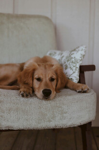 沙发上慵懒的金毛犬