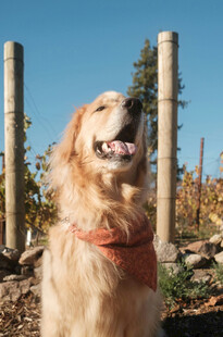 阳光下的快乐金毛犬